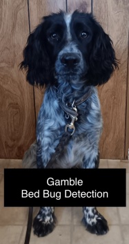 Brigadoon RODENT DETECTION DOG