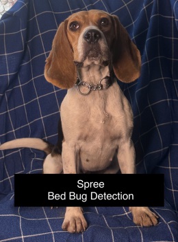Brigadoon RODENT DETECTION DOG