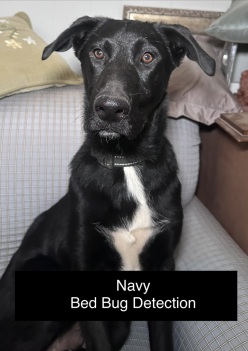 Brigadoon RODENT DETECTION DOG