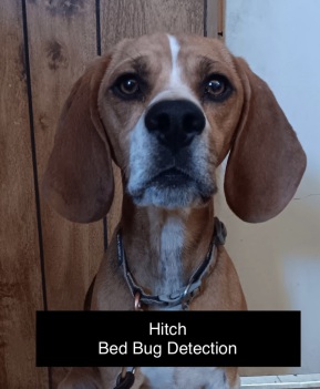 Brigadoon RODENT DETECTION DOG