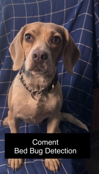 Brigadoon RODENT DETECTION DOG